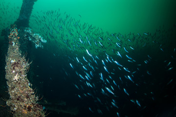 Fototapeta na wymiar School of fish at wreck of Elise Schulte, Norway