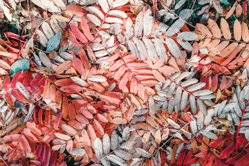 Bright, multicolored autumn foliage. Colorful leaves lie on the ground like a carpet. Great photo for the background.