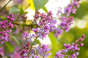 Lilac in bloom. A beatiful sping flower