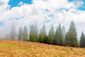 fir trees on the grassy hillside on foggy morning. breathtaking autumn scenery with clouds on the sky. magical nature background
