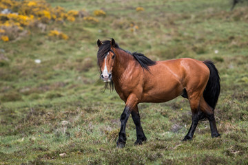 Stallion. Wild horse of Galicia, Spain.