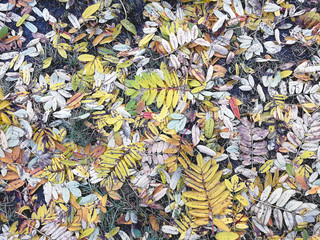 Bright, multicolored autumn foliage. Colorful leaves lie on the ground like a carpet. Great photo for the background.