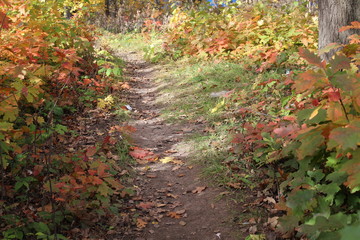 path in the forest in autumn with colorful leaves on trees