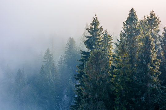 spruce trees in mist and hoarfrost. beautiful winter nature background