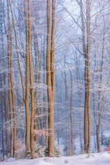 forest in hoarfrost. beautiful winter background in the morning. magical misty weather