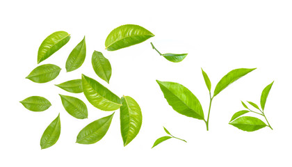 Green tea leaf isolated on white