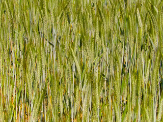 Close up of wheat plant as nature background.