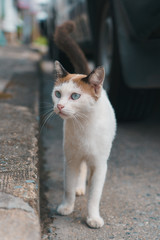 Thai stray cat in Bangkok