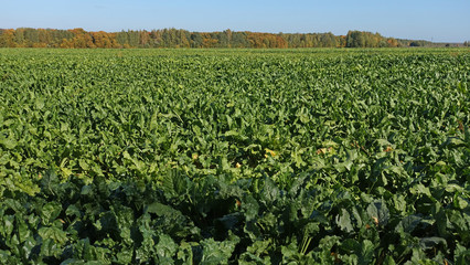 Fototapeta na wymiar A field of sugar beets on an autumn day. Sugar beet production