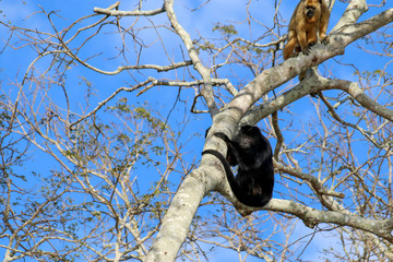 Brazil - Bonito and The Pantanal - See the Brazil Big 5 on your own jeep or safari adventure plus many more animals - Howler monkeys are noisy!
