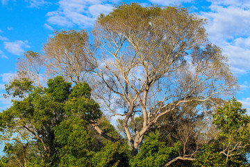 Fototapeta na wymiar Brazil - Bonito and The Pantanal - See the Brazil Big 5 on your own jeep or safari adventure plus many more animals - Jungle aerial tree shot
