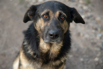 Happy shapard dog looking into the camera. Soft focus on eyes.