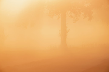 Tree in misty countryside at sunrise.