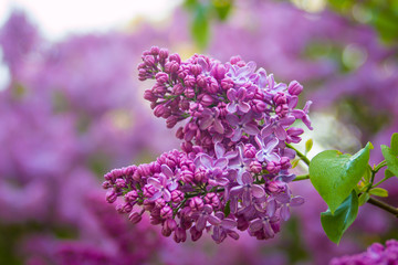 Lilac in bloom. A beatiful sping flower