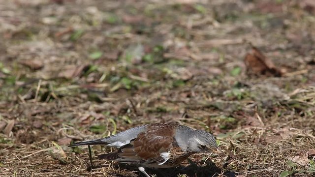 Thrush Fieldfare (Turdus pilaris) found a worm in a young spring grass