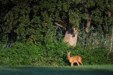 Roe deer doe in sunny meadow at forest edge.
