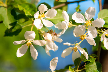 Apple tree flowers in bloom. Green leaves on a background