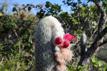 Brazil - Hiking through Chapada Diamantina National Park for stunning views of the landscapes - hiking, blue skys, beautiful lanscapes, human cactii, it has it all!