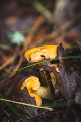 Yellow chanterelle mushrooms in a wood covered with fallen leaves