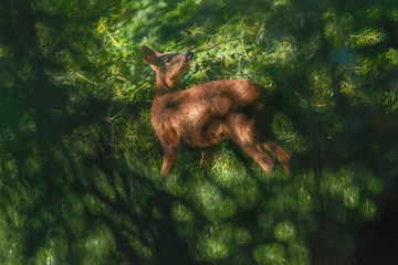 Roe deer in sunny meadow hidden behind bushes.