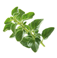 Oregano