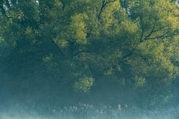 Summer deciduous forest on misty morning.