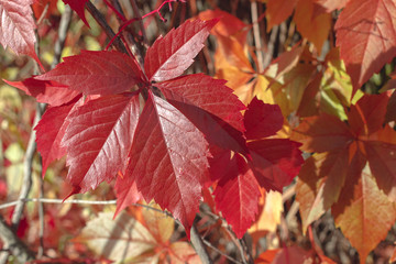 Autumn leaves of wild wine.