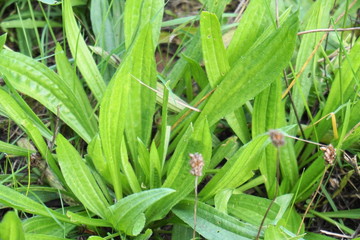 Spitzwegerich, Heilwegerich, Spie&szlig;kraut, Ripplichrut, Spitzwegeblatt, Plantago lanceolata