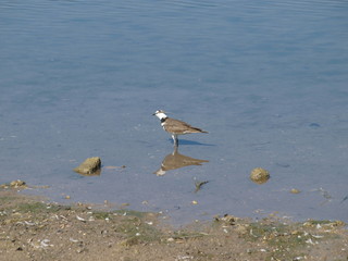 Shorebird's Eye To The Sky