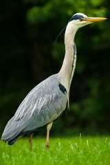 Great blue heron walks in a forest