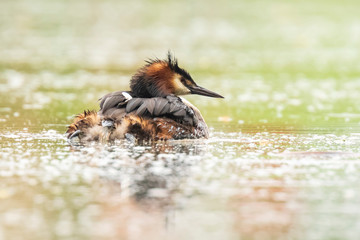 Closeup of a Great crested grebe Podiceps cristatus waterfowl