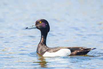 male Tufted duck, Aythya fuligula