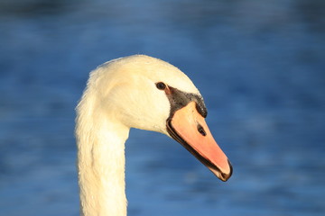 Swan's closeup in beautiful sunlight