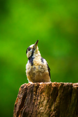 Closeup of a great spotted woodpecker (Dendrocopos major) perched in a forest