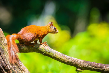 Curious Eurasian red squirrel, Sciurus vulgaris, running and jumping through trees in a forest
