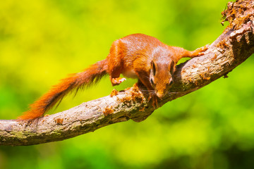 Curious Eurasian red squirrel, Sciurus vulgaris, running and jumping through trees in a forest