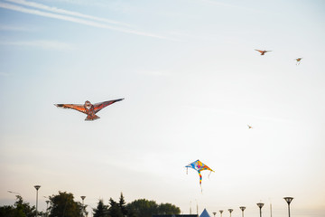 Colorful kites flying in blue sky at sunset. Freedom, hobby and leisure time concept