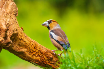 Closeup of a beautiful male hawfinch, Coccothraustes coccothraustes, songbird foraging on the ground