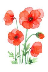 Red poppy flower art, watercolor painting hand drawn on isolated white background. - obrazy, fototapety, plakaty