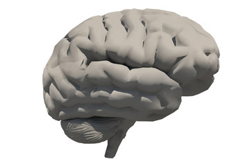 Human brain model. 3D rendering