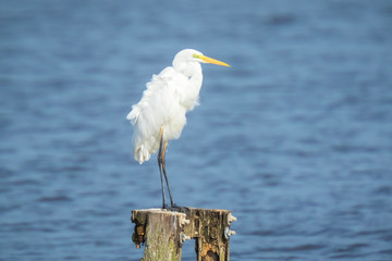 Great egret Ardea alba waterfowl closeup