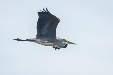 Great blue heron Ardea herodias flying