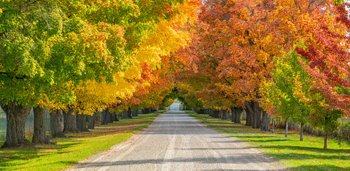 Fall Trees lining driveway 