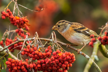 Brambling bird, Fringilla montifringilla, in winter plumage feeding berries