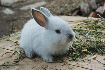 A small white rabbit on a farm sits on a background of light wood and hay. The concept of organic animal husbandry.