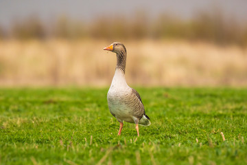 Greylag goose Anser Anser