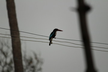 Woodpecker sitting in the electric wire