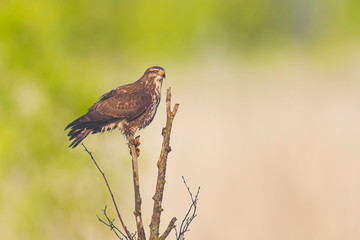 Common buzzard, Buteo buteo bird of prey , in flight, touching down and hunting