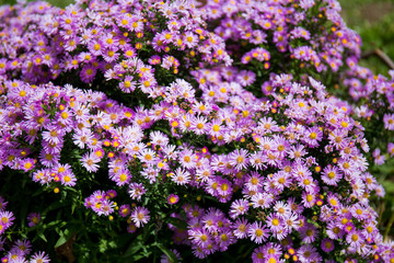 Bee on purple flowers, tiny flowers, nature, garden, petals, bush flowers, bees