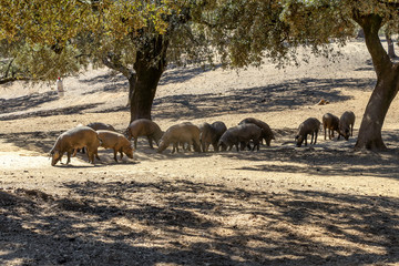 Fototapeta premium A group of Iberian pig in a cork tree shadow, in Jabugo village in the mountains of Aracena, Huelva, Spain